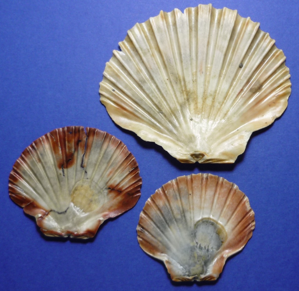 Pecten jacobeus